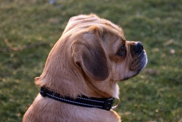 Profil de puggle.