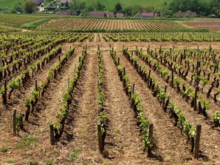 Fototapeta na wymiar Vignoble de la Côte Chalonnaise au printemps.