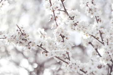 White cherry plum flowers background