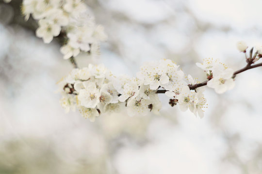 White cherry plum flowers background © Iveta