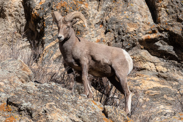 Wild Colorado Rocky Mountain Bighorn Sheep