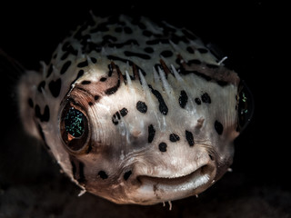 Sleepy Puffer