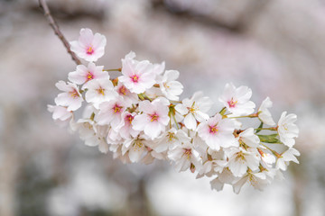 Spring Cherry Blossoms