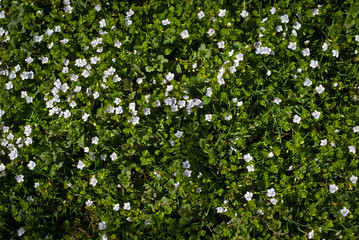 Fototapeta na wymiar White little flowers on green grass. Many spring flowers.