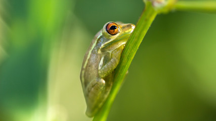 grenouille vert