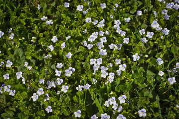 White little flowers on green grass. Many spring flowers.