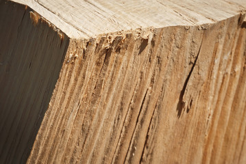 A large trunk of the tree lies on the ground. Cutting down trees. Cutting from the chainsaw.