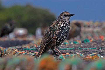 Starling