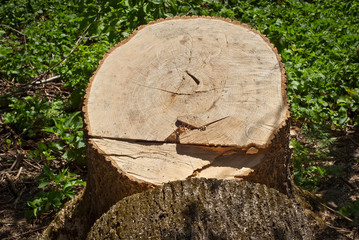 A large trunk of the tree lies on the ground. Cutting down trees. Cutting from the chainsaw.