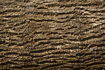 Embossed texture of the bark. Panoramic photo texture.