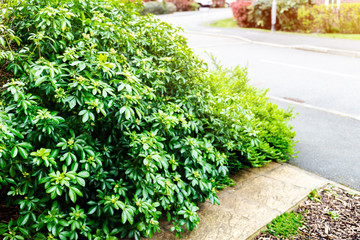 Fototapeta na wymiar Overgrown bushes near the house, early spring time.