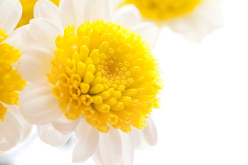 chamomile flower isolated on white