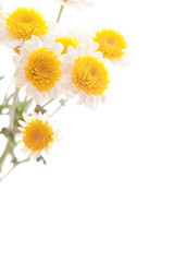 chamomile flower isolated on white