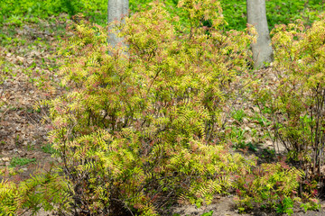 spring leaves in all their glory
