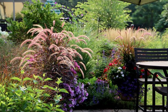 Relaxing Summer Gardenscape with ornamental grasses, pennisetum and Karl Forester  reed grasses 