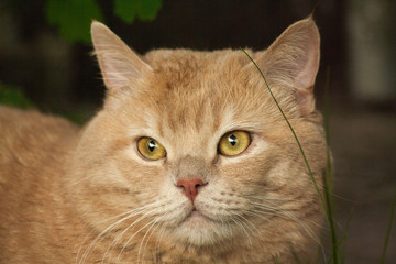 Fototapeta premium cat, animal, pet, portrait, pets, nature