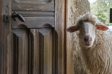 La pecora dello stazzo 2