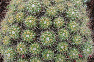 cactuses in the botanical garden of Jardín Botánico Viera y Clavijo in island of Gran Canaria