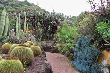 cactuses in the botanical garden of Jardín Botánico Viera y Clavijo in island of Gran Canaria