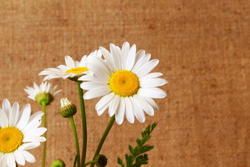 Obraz premium beautiful wild daisy white flower blooming