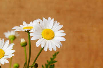 beautiful wild daisy white flower blooming