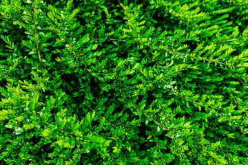 Fototapeta premium Close up of green bush in early spring time, background image