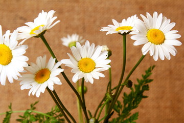 beautiful wild daisy white flower blooming