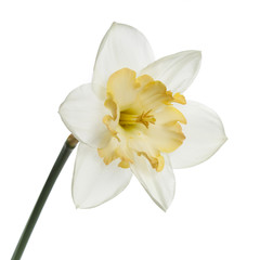 Fototapeta na wymiar Bright-flower with yellow center of narcissus Isolated on white background.