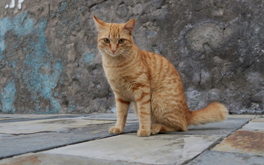red striped cat on the street in front of a stone wall