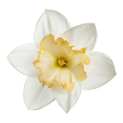 Bright-flower with yellow center of narcissus Isolated on white background.