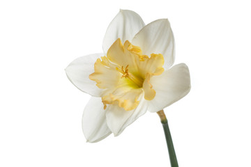 Naklejka na ściany i meble Bright-flower with yellow center of narcissus Isolated on white background.