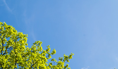 Fototapeta premium Beautiful green tree background on the blue sky