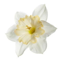 Bright-flower with yellow center of narcissus Isolated on white background.