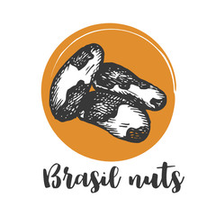 Brazilian nut Vintage hand drawing of brazilian nuts Vector illustration