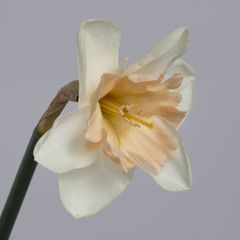 Fototapeta na wymiar White Narcissus flower with a gently pink center isolated on a gray background.
