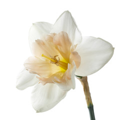 A flower of light narcissus with a gentle pink center. Isolated on a white background.