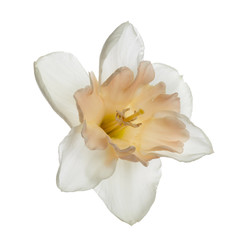 Fototapeta na wymiar A flower of light narcissus with a gentle pink center. Isolated on a white background.