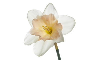 A flower of light narcissus with a gentle pink center. Isolated on a white background.
