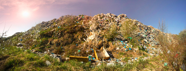 Apple tree blooming on a pile of garbage