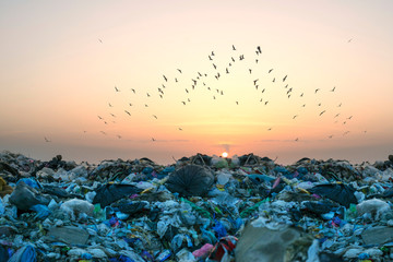 Gulls over a pile of garbage.