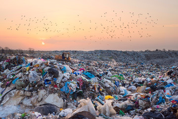 Gulls over a pile of garbage. - obrazy, fototapety, plakaty