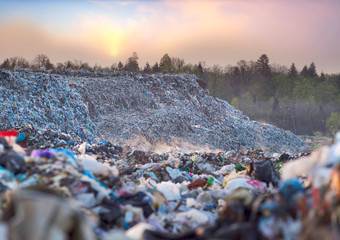 Gulls over a pile of garbage.