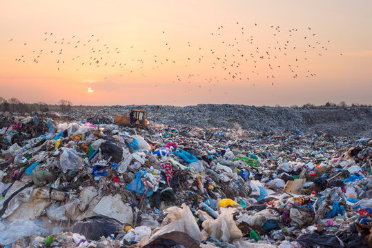 Gulls over a pile of garbage.