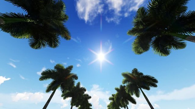 Shining Sun And Palm Trees