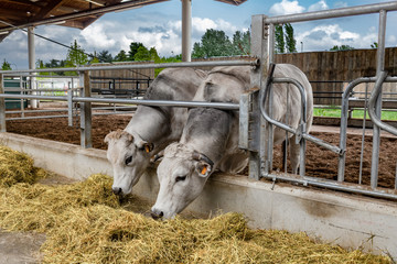 Allevamento di mucche Bianca Modenese Val Padana per il latte e Formaggio, bovini da carne