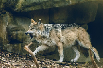 angry wolf in the zoo