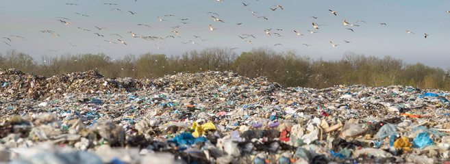 Gulls over a pile of garbage.