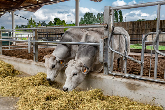 Allevamento di mucche Bianca Modenese Val Padana per il latte e Formaggio, bovini da carne
