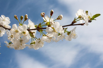 White flowers on a branch against the blue sky