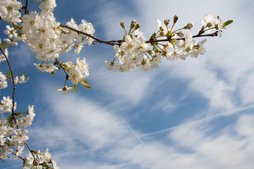 Białe kwiaty wiśni na tle błękitnego nieba
